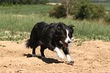 BORDER COLLIE 219